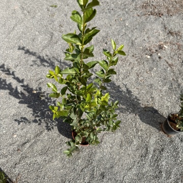 Лигуструм (Ligustrum Ovafolium) - Img 1