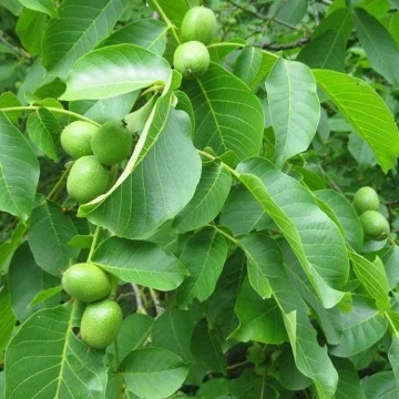 Близък план на Обикновен Орех (Juglans regia) – детайл от плодоносене