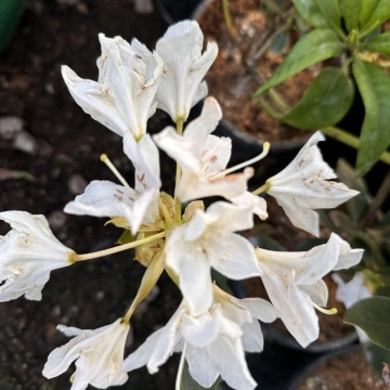 Рододендрон сорт 'Percy Alba'