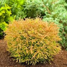 Туя сорт "Golden Tuffet" - Img 2