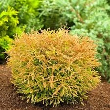 Поръчай Туя сорт Golden Tuffet от RAZSADI.online – туя с гарантирано качество