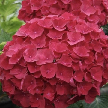 Хортензия “Горещо Червен” Hydrangea macrophylla Hot Red ®