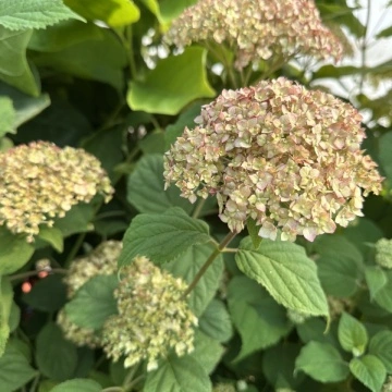 Хортензия arborescens CB® Bubblegum – хортензия разсад в саксия | RAZSADI.online