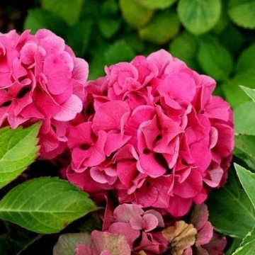 Хортензия macrophylla "Сибила" - Img 2