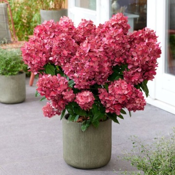 Хортензия paniculata Bonfire (Hydrangea paniculata)