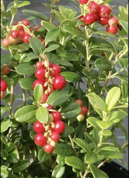 Червена Боровинка "Red Pearl"(Височина 5 см.) - Img 2