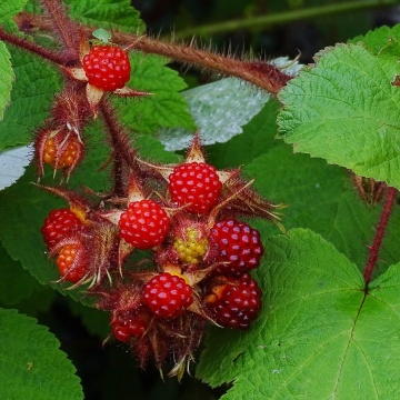 Зрели плодове на Японска къпина (Wineberry) – детайл от реколтата
