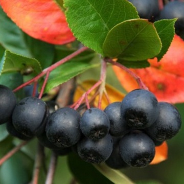 Aronia mitschurinii 'Amit'