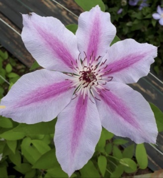 Clematis soiul "Nelly Moser - Img 3