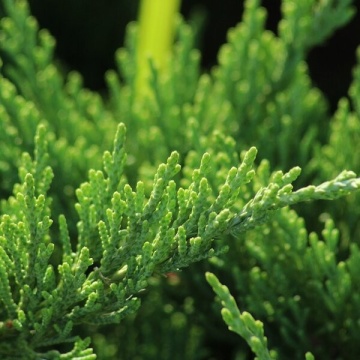 Поръчай Cupressocyparis leylandii от RAZSADI.online – продукт с гарантирано качество
