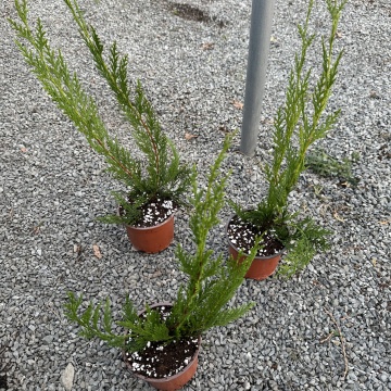 Cupressocyparis leylandii
