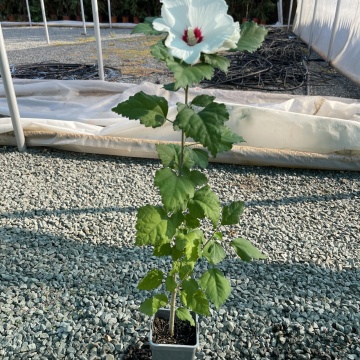 Hibiscus soiul "Hamabo - Img 3