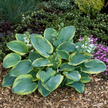 Hosta 'Frances Williams' - Img 4