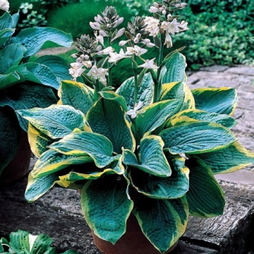 Hosta 'Frances Williams' - Img 2