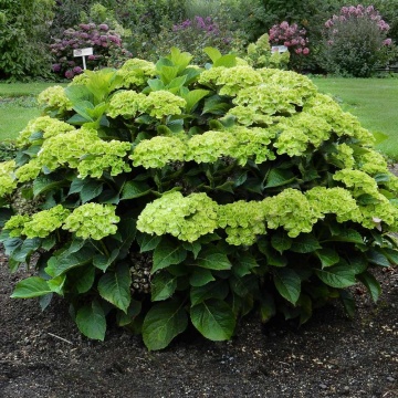 Hydrangea m. "Nor verde magic" - Img 2