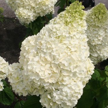 Hydrangea paniculata 'Silver Dollar' - Img 1