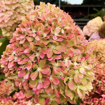 Hydrangea 'Pixio'® - Img 1