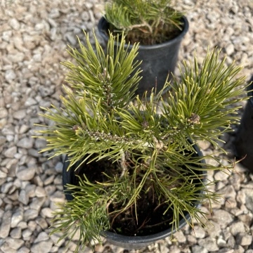 Pinus Mugo Pumilio цена и наличност в RAZSADI.online – качествен разсад бор
