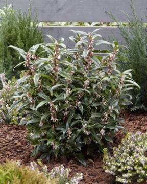 Sarcococca humilis 'Winter Gem'® - Img 2