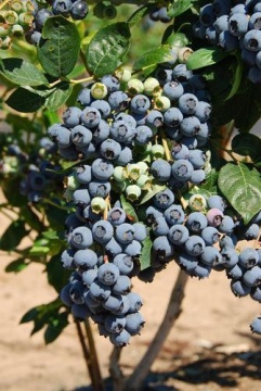 Soi american de afine "Bluecrop"