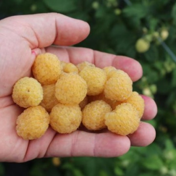 Zmeură soiul "Gudasgold