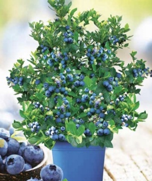 Боровинка сорт "HortBlue Petite" - Img 2