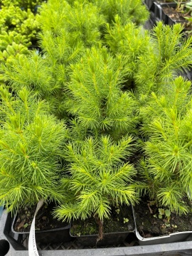 Бял Смърч Коника (Picea abies conica) - Img 2