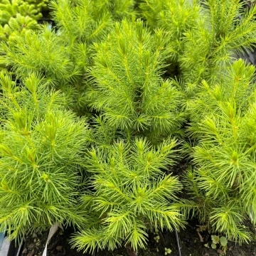 Бял Смърч Коника (Picea abies conica) – топ смърч на най-добра цена от RAZSADI.online България
