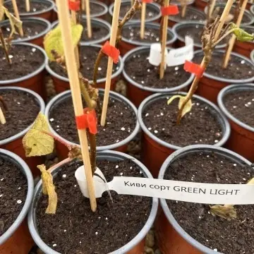 Стъбла и листа на Киви сорт GREEN LIGHT® – здрав катерлив сорт | RAZSADI.online