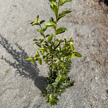 Лигуструм (Ligustrum Ovafolium) - Img 3