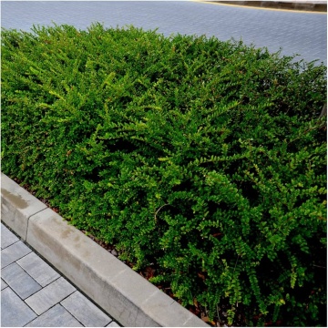 Лоницера Нитида (Lonicera Nitida) Пакет 6 броя!