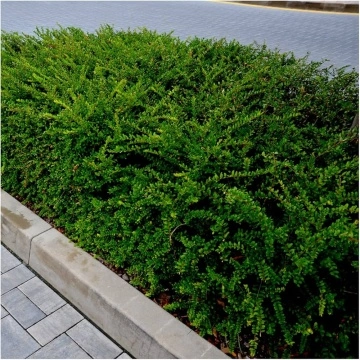 Лоницера Нитида (Lonicera Nitida) Пакет 6 броя!