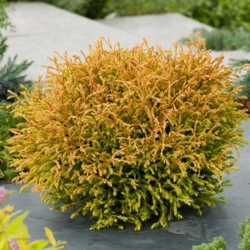 Близък план на иглиците на Туя сорт Golden Tuffet – качествена туя