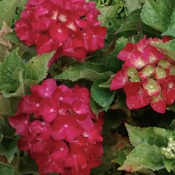 Цвят на Хортензия “Горещо Червен” Hydrangea macrophylla Hot Red ® – детайл от съцветията