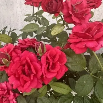 Щамбови рози