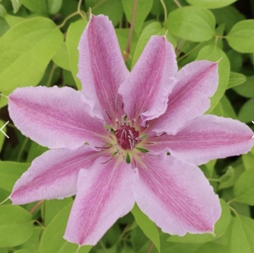 Clematis soiul "Nelly Moser - Img 4