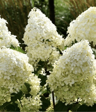 Hydrangea paniculata 'Limelight' - Img 1