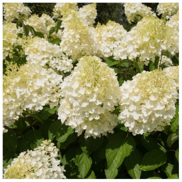 Hydrangea paniculata 'Silver Dollar' - Img 2