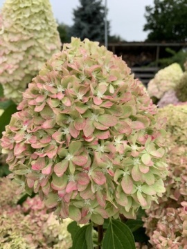 Hydrangea 'Pixio'® - Img 2