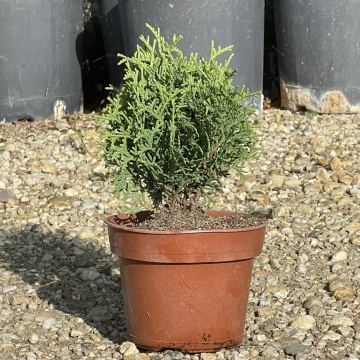 Pachet Conifere (Thuja "Danica" ➕ Thuja "Aurea Nana" ➕Tuja "Tin Tin"! - Img 3