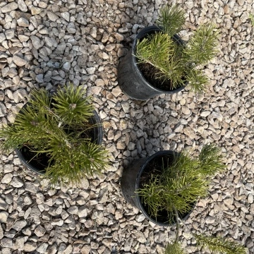 Иглолистна корона на Pinus Mugo Pumilio – детайл