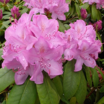 Rhododendron 'Roseum Elegans' - Img 1