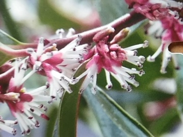 Sarcococca humilis 'Winter Gem'® - Img 3