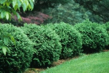 Поръчай Thuja occidentalis Woodwardii от RAZSADI.online – туя с гарантирано качество