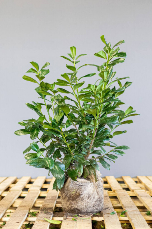 Prunus Laurocerasus Novita 60-80 cm