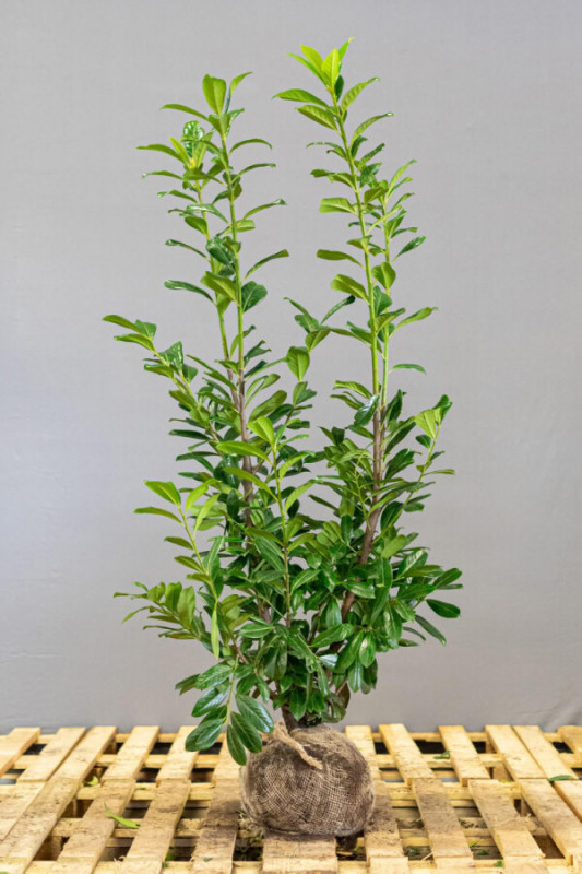 Prunus Laurocerasus Novita 125-150 cm