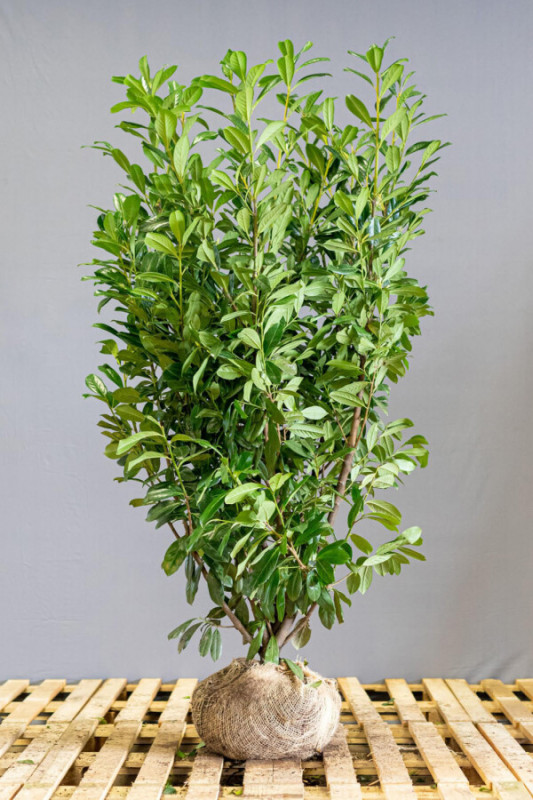 Prunus Laurocerasus Novita 150-175 cm