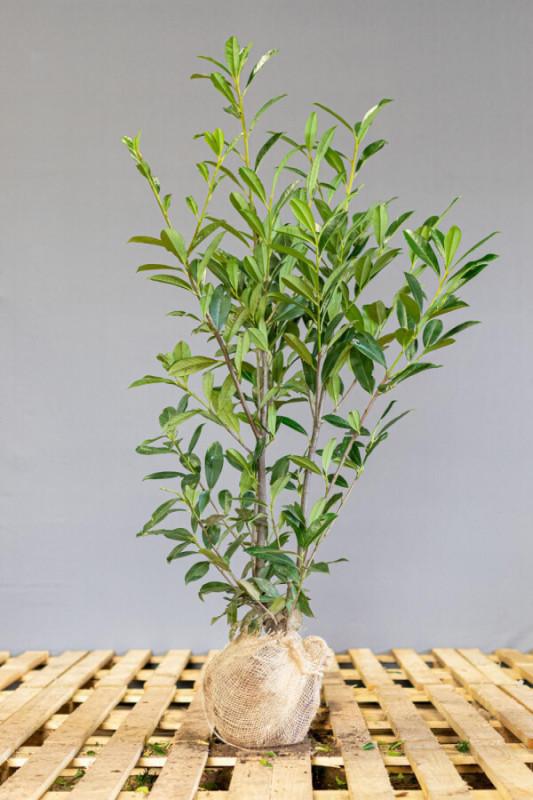 Prunus Laurocerasus Caucasica 100-125 cm