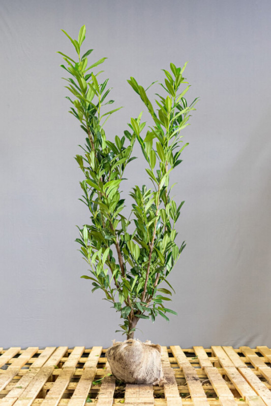 Prunus Laurocerasus Caucasica 125-150 cm