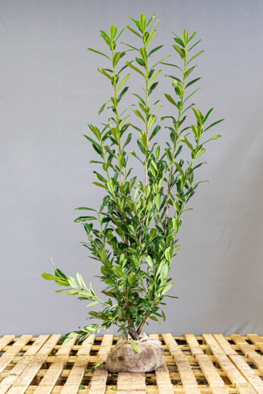 Prunus Laurocerasus Caucasica 150-175 cm